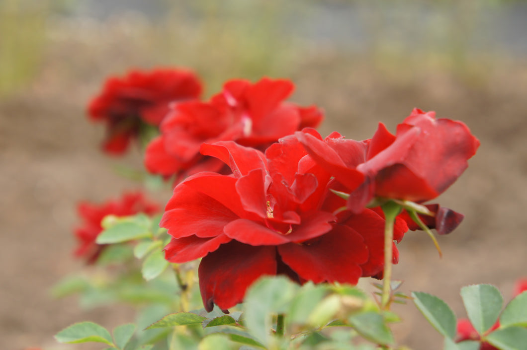 Rosa 'Ruby Celebration' Floribinda Rose