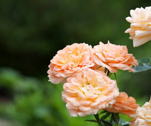 Rosa 'Sweet Dream' Patio Rose