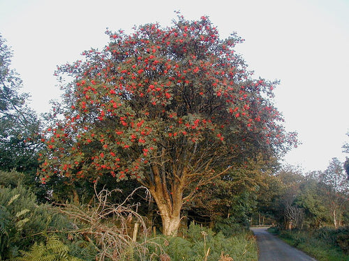 Tree with red berries on a road surrounded by greenery