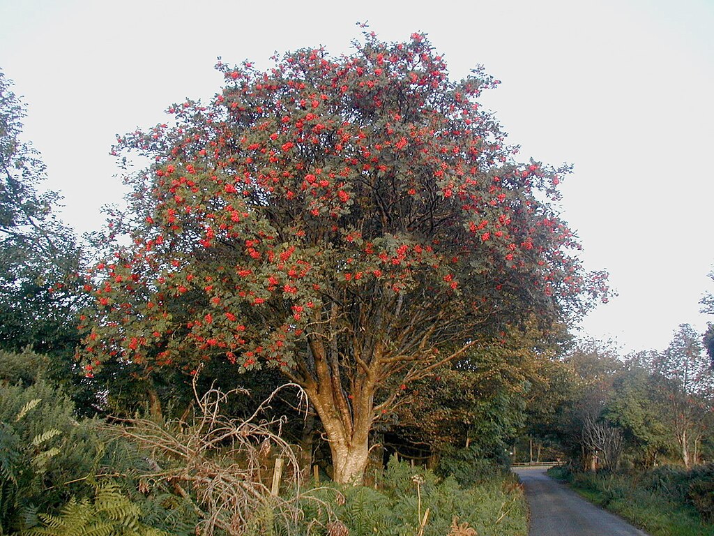 Tree with red berries on a road surrounded by greenery