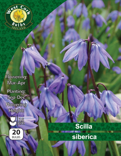 Scilla Siberica 20 Bulbs