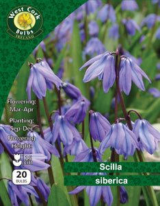Scilla Siberica 20 Bulbs