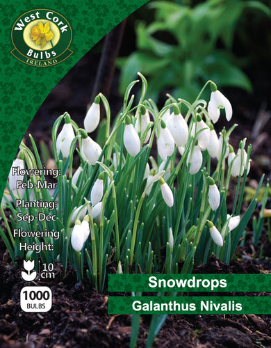 Snowdrops - white dropped flowers green team - West Cork Bulbs Package