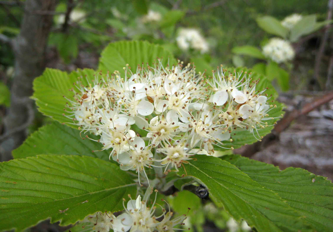 Sorbus aria 'Lutescens' / Whitebeam