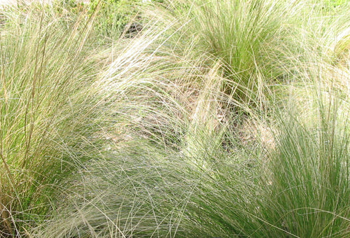 Close-up of tall grasses swaying in the wind