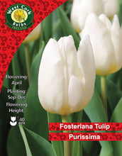 Load image into Gallery viewer, West Cork Bulbs Ireland Fosteriana Tulip Purissima packaging with white tulips.
