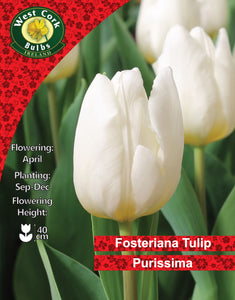 West Cork Bulbs Ireland Fosteriana Tulip Purissima packaging with white tulips.