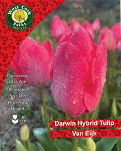 Load image into Gallery viewer, West Cork Bulbs Ireland Darwin Hybrid Tulip Van Eijk packaging with pink tulips and product details.
