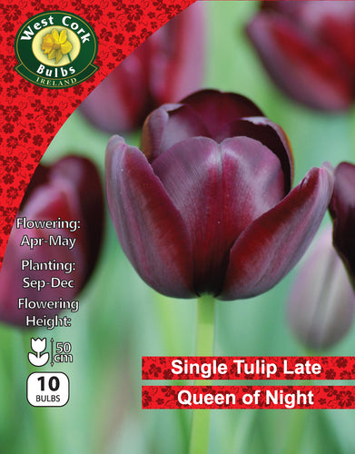 West Cork Bulbs packaging for Single Tulip Late Queen of Night with tulip image and branding.