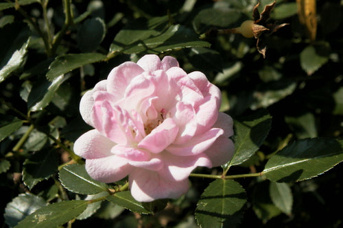Pink flower with green leaves in the background