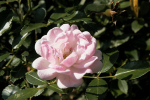 Pink flower with green leaves in the background