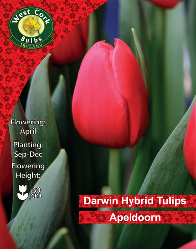 TulipApeldoornBlank