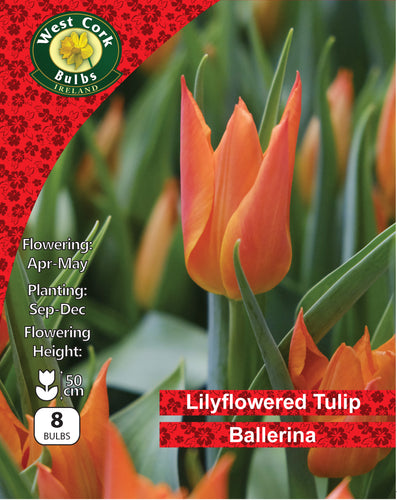 Tulip Ballerina Bulbs