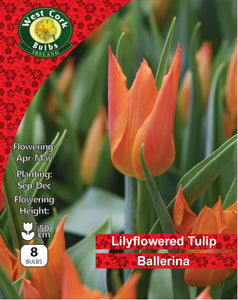 Tulip Ballerina Bulbs
