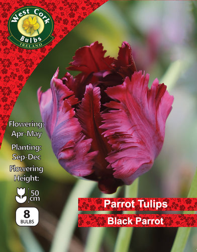 Tulip Black Parrot 