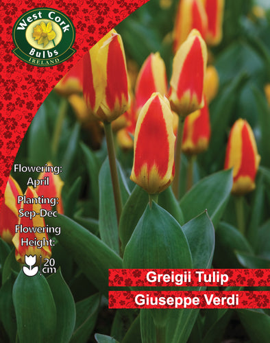 West Cork Bulbs Greigii Tulip Giuseppe Verdi packaging with red and yellow tulips.