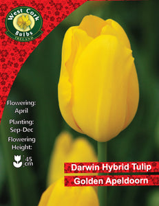 Yellow tulip with West Cork Bulbs Ireland branding and product details.