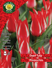 Load image into Gallery viewer, Dwarf Tulip Pinocchio packaging with red tulips and West Cork Bulbs Ireland logo.
