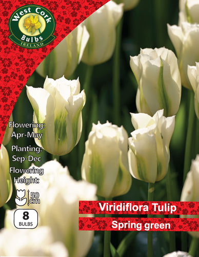 Tulip Springgreen  Bulbs white flowers
