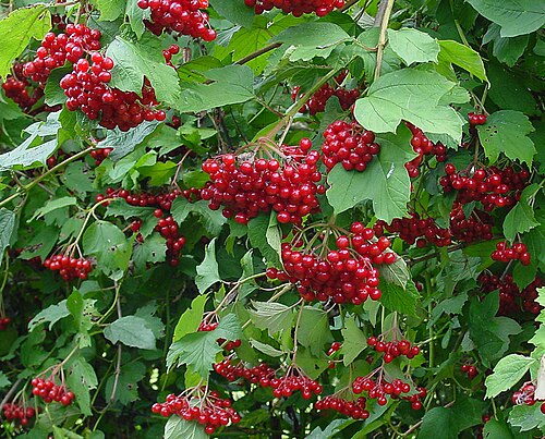 Viburnum_opulus_C by Wouter Hagens -