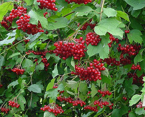 Viburnum_opulus_C by Wouter Hagens -