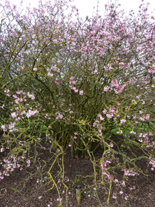 Viburnum_x_bodnantense__Dawn___Caprifoliaceae___tree by Magnus Manske - Own work