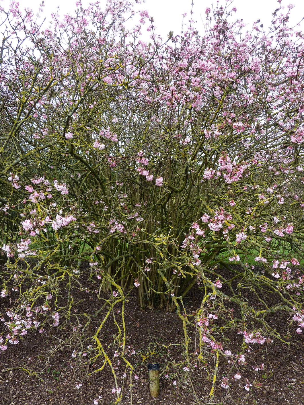 Viburnum_x_bodnantense__Dawn___Caprifoliaceae___tree by Magnus Manske - Own work