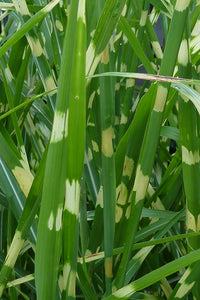 Miscanthus sinensis 'Zebrinus' / Zebra Grass