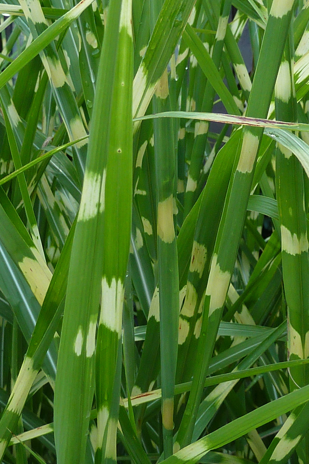 Miscanthus sinensis 'Zebrinus' / Zebra Grass