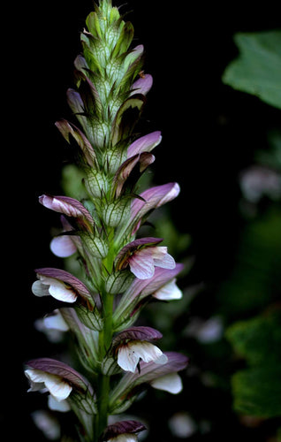 acanthus-mollis
