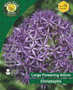 West Cork Bulbs Ireland packaging for Large Flowering Allium Christophii with purple flowers.