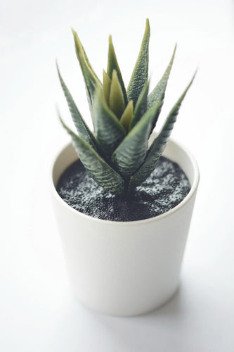 Potted succulent plant on a white background
