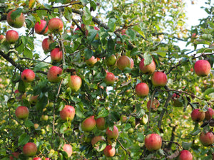 Malus domestica 'Gala' / Apple Tree 'Gala'
