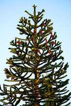Load image into Gallery viewer, Araucaria araucana / Monkey Puzzle Tree
