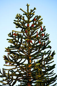 Araucaria araucana / Monkey Puzzle Tree
