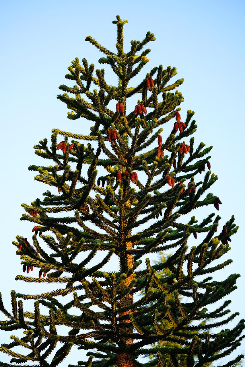 Araucaria araucana / Monkey Puzzle Tree