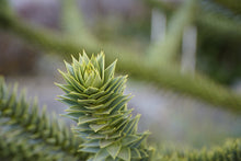 Load image into Gallery viewer, Araucaria araucana / Monkey Puzzle Tree
