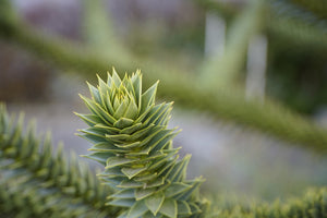Araucaria araucana / Monkey Puzzle Tree