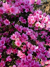 Load image into Gallery viewer, Azalea &#39;Haru No Sono&#39;
