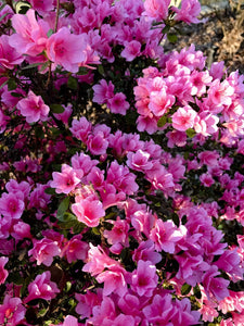 Azalea 'Haru No Sono'