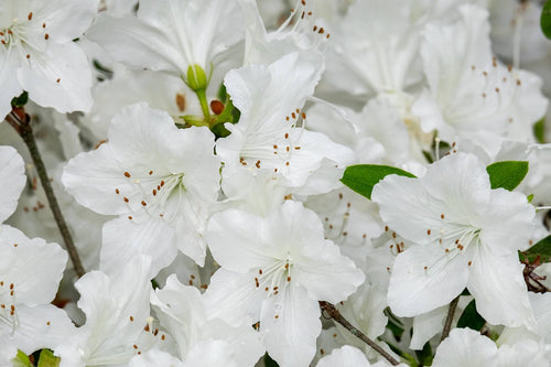 Close-up of white flowers with green leaves