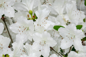 Close-up of white flowers with green leaves