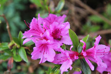 Load image into Gallery viewer, Azalea &#39;Haru No Sono&#39;
