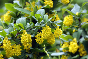Berberis thunbergii darwinii 'Nana' / Darwin’s Barberry