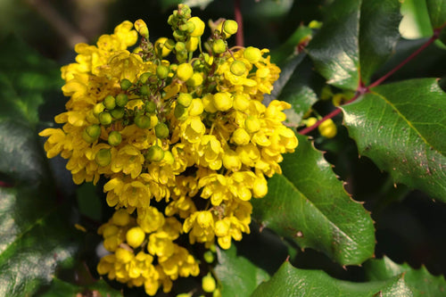 Close-up of yellow flowers with green leaves