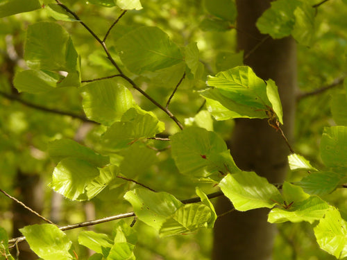 Close-up of green leaves on a tree branch with a blurred background
