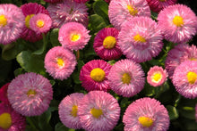 Load image into Gallery viewer, Close-up of pink and purple flowers with yellow centers.

