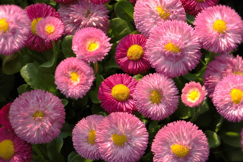 Close-up of pink and purple flowers with yellow centers.