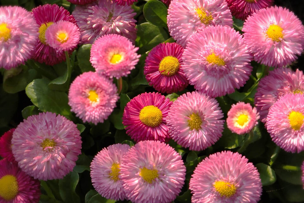 Close-up of pink and purple flowers with yellow centers.