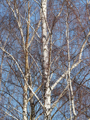 betula-utilis-jacquemontii-tree